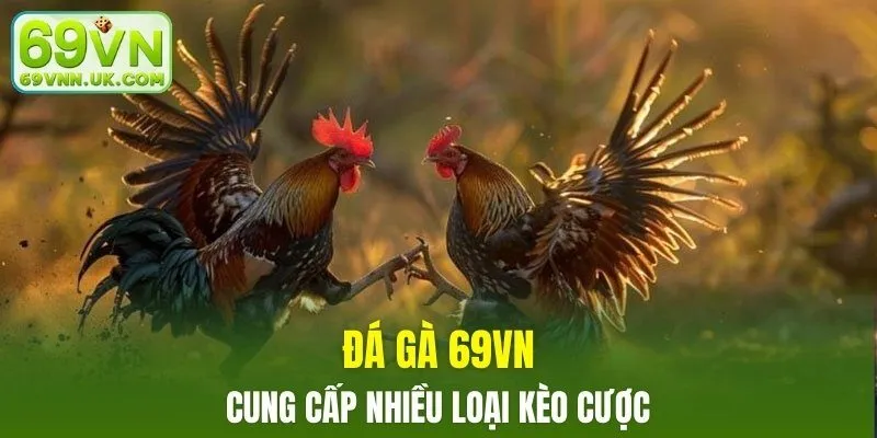 Đá gà 69VN cung cấp nhiều loại kèo cược