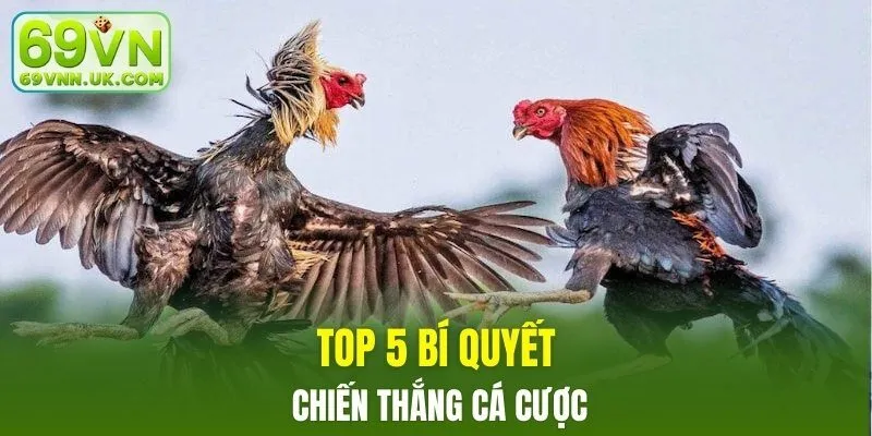 Top 5 bí quyết chiến thắng cá cược