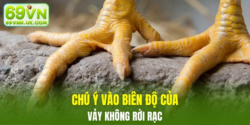 Biên độ vảy Độc Biên đều, đẹp
