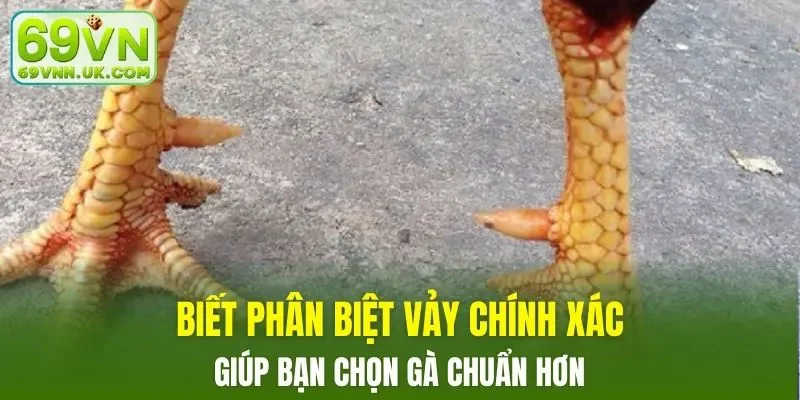 Biết phân biệt vảy chính xác giúp bạn chọn gà chuẩn hơn