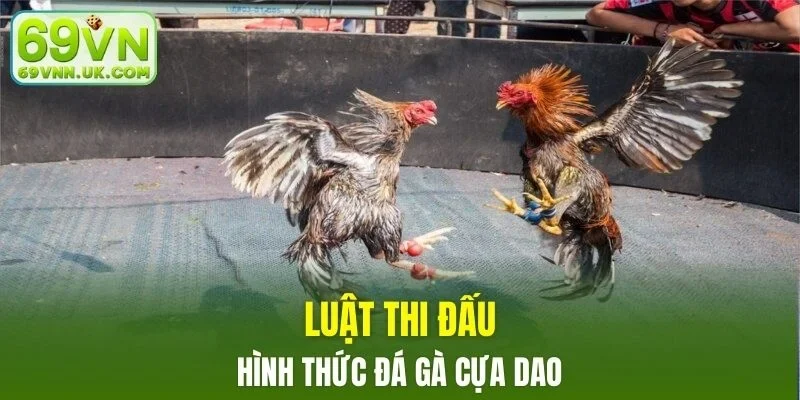 Chia sẻ luật thi đấu cơ bản của hình thức cựa dao