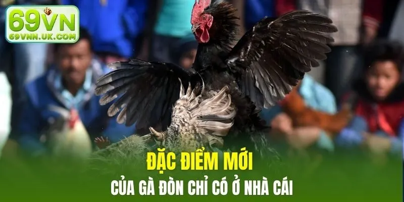 Đặc điểm mới của gà đòn
