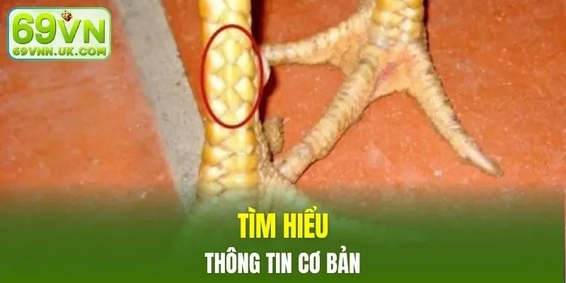 Đôi nét về vảy phủ song đao