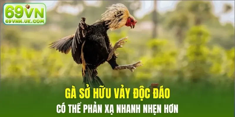 Gà sở hữu vảy độc có thể phản xạ nhanh nhẹn hơn