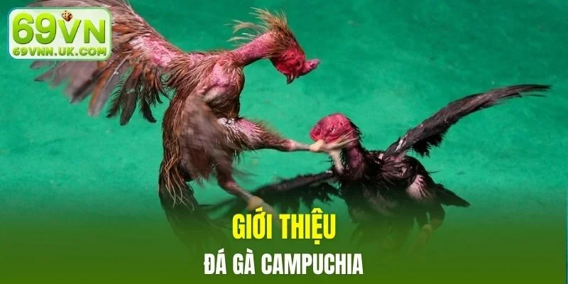 Giới thiệu bộ môn hấp dẫn đá gà Campuchia