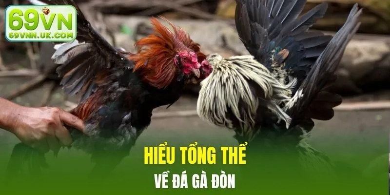 Hiểu tổng thể về đá gà đòn