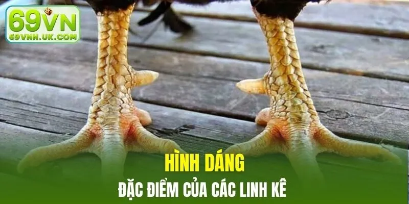 Hình dáng - đặc điểm của các linh kê