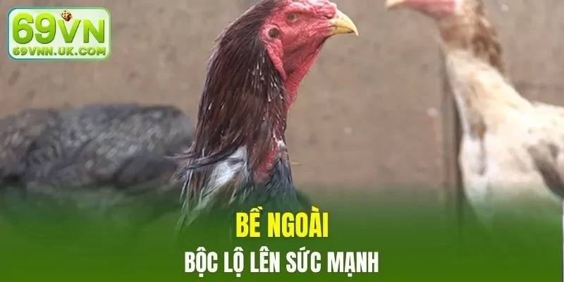 Hình dáng nói lên sức bền