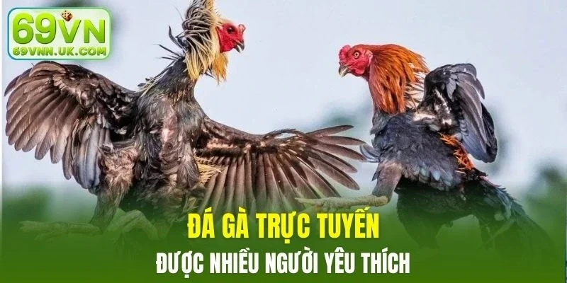 Hình thức đá gà online ngày càng được yêu thích