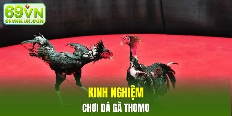 Những bí kíp nên bỏ túi khi tham gia chọi kê tại nhà cái