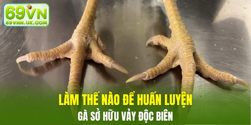 Phương pháp luyện gà Độc Biên