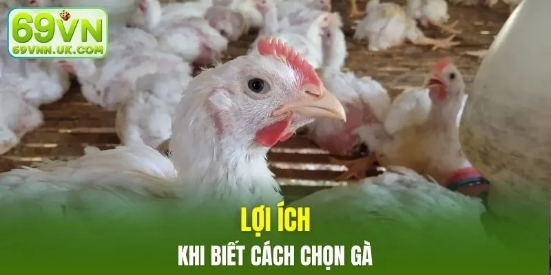 Tác dụng của cách chọn gà đá