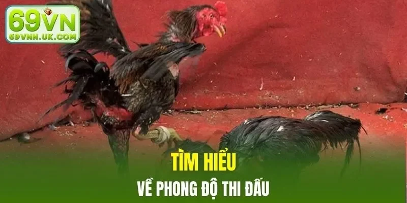 Thành tích mỗi mùa giải