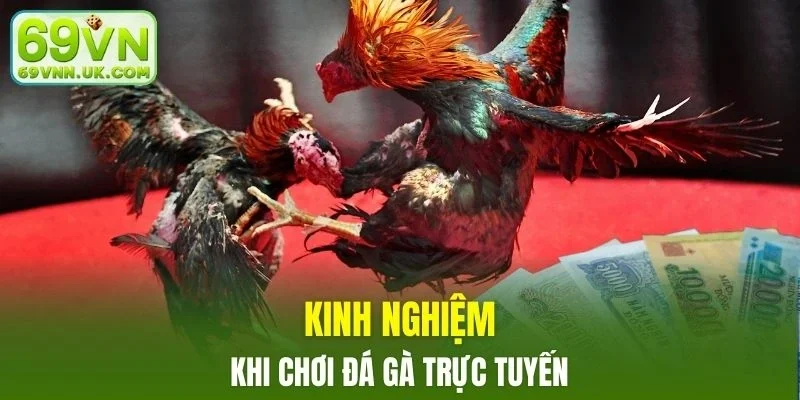 Tích lũy kinh nghiệm đặt cược đá gà của cao thủ