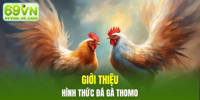 Tìm hiểu những nét đặc biệt về hình thức đá gà thomo