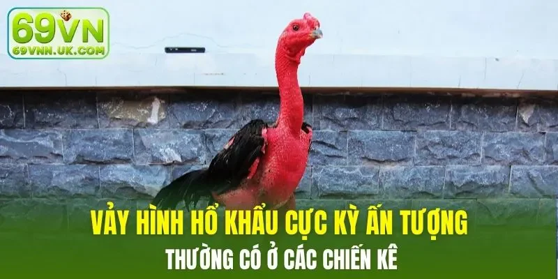 Vảy hình Hổ Khẩu cực kỳ ấn tượng, thường có ở các chiến kê