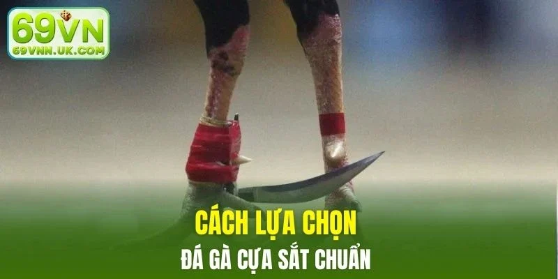 Việc lựa chọn chiến kê phù hợp rất quan trọng